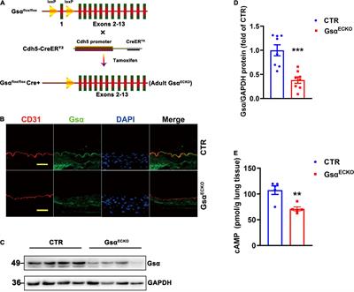 Endothelial G protein stimulatory α-subunit is a critical regulator of post-ischemic angiogenesis